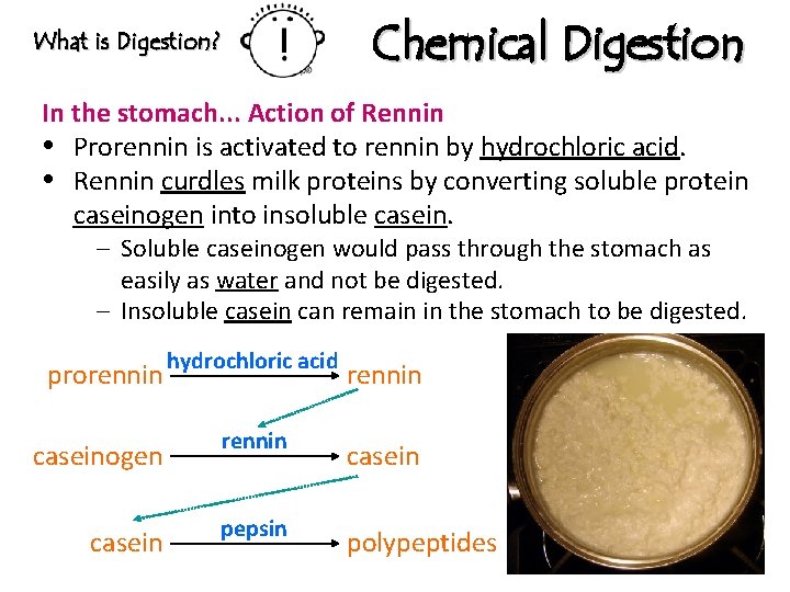 Chemical Digestion What is Digestion? In the stomach. . . Action of Rennin Prorennin