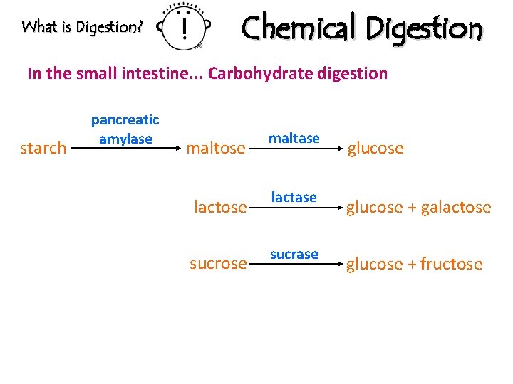What is Digestion? Chemical Digestion In the small intestine. . . Carbohydrate digestion starch