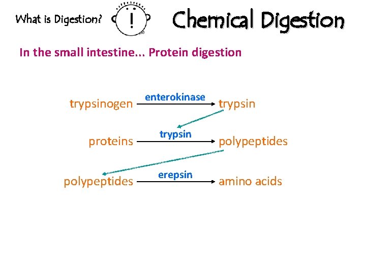 What is Digestion? Chemical Digestion In the small intestine. . . Protein digestion trypsinogen