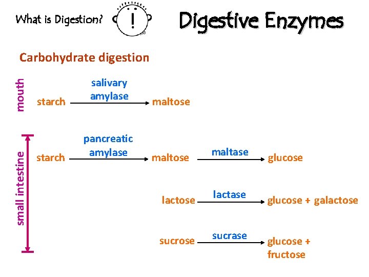 What is Digestion? Digestive Enzymes small intestine mouth Carbohydrate digestion starch salivary amylase maltose