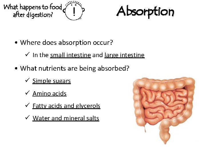 What happens to food after digestion? Absorption • Where does absorption occur? ü In