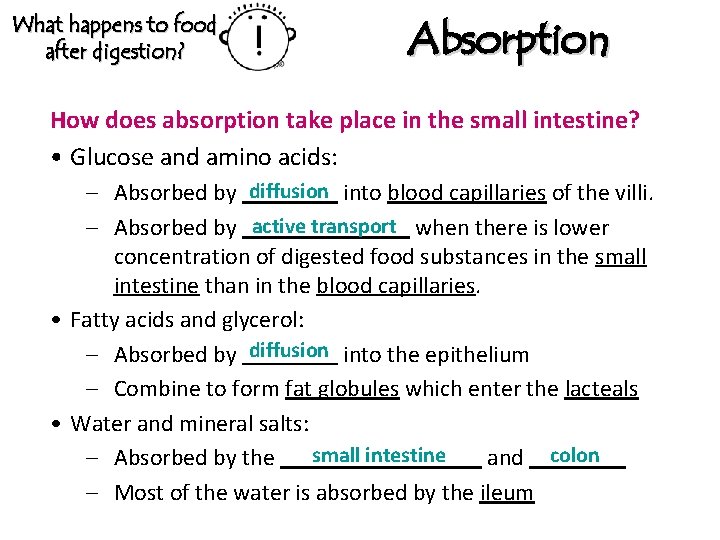 What happens to food after digestion? Absorption How does absorption take place in the