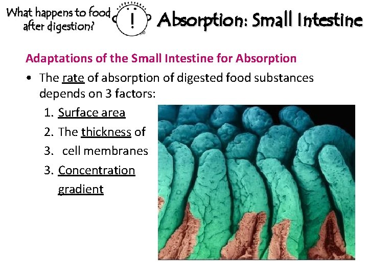 What happens to food after digestion? Absorption: Small Intestine Adaptations of the Small Intestine