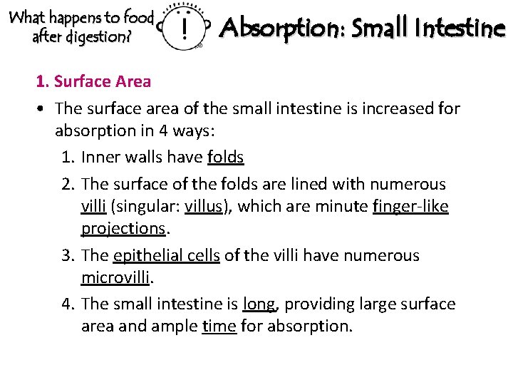 What happens to food after digestion? Absorption: Small Intestine 1. Surface Area • The