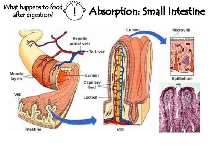 What happens to food after digestion? Absorption: Small Intestine 