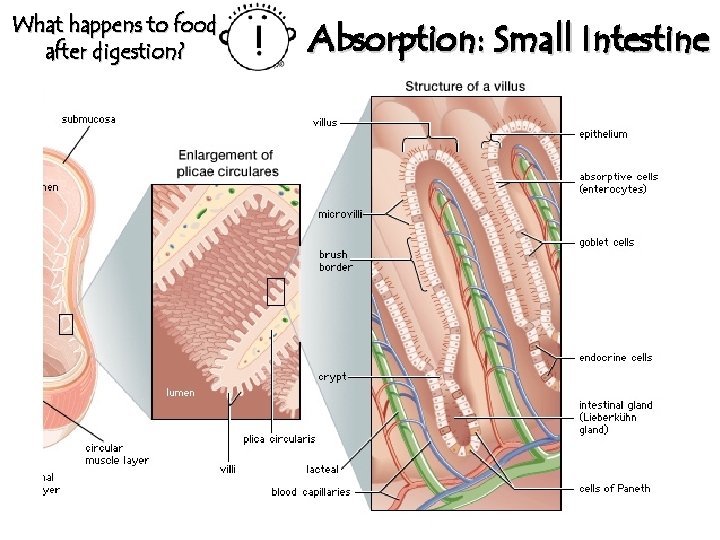 What happens to food after digestion? Absorption: Small Intestine 