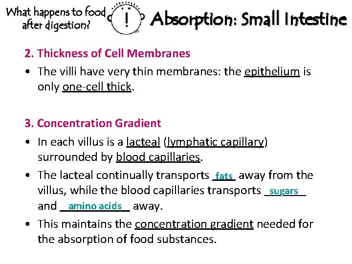 What happens to food after digestion? Absorption: Small Intestine 2. Thickness of Cell Membranes