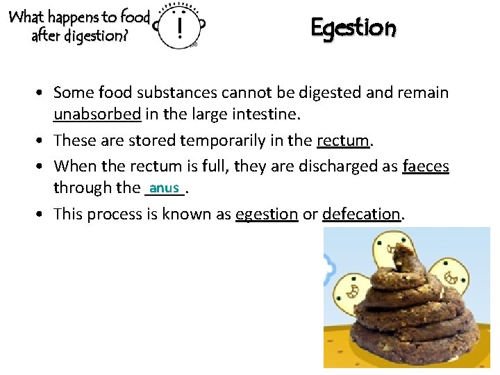 What happens to food after digestion? Egestion • Some food substances cannot be digested