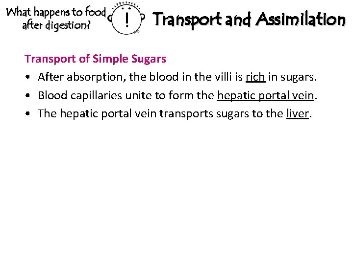 What happens to food after digestion? Transport and Assimilation Transport of Simple Sugars •