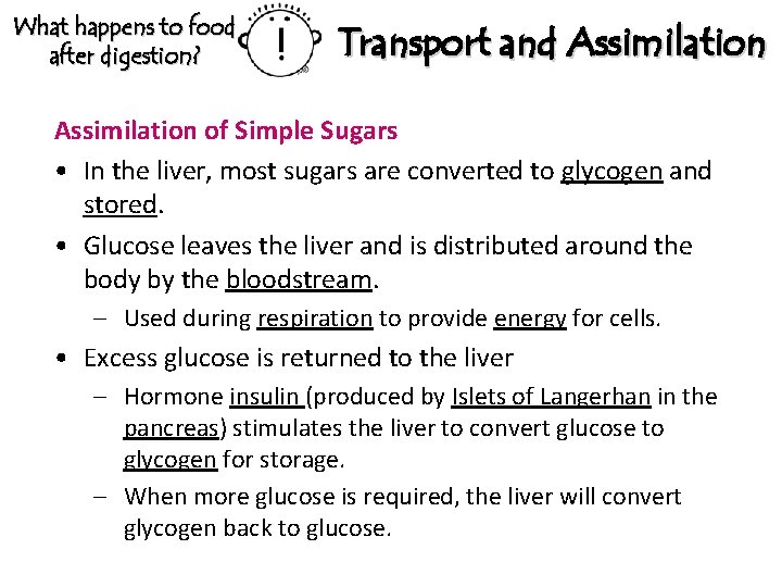 What happens to food after digestion? Transport and Assimilation of Simple Sugars • In