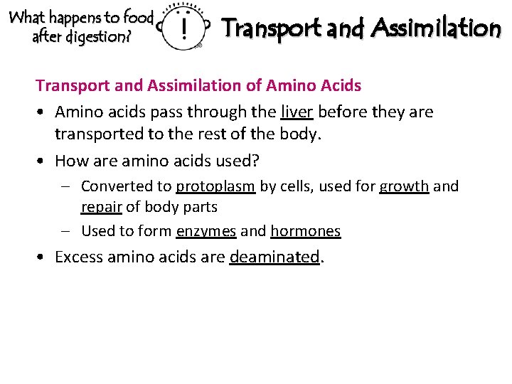 What happens to food after digestion? Transport and Assimilation of Amino Acids • Amino