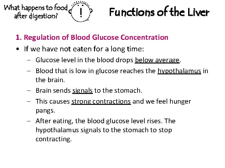 What happens to food after digestion? Functions of the Liver 1. Regulation of Blood