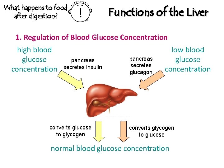 What happens to food after digestion? Functions of the Liver 1. Regulation of Blood