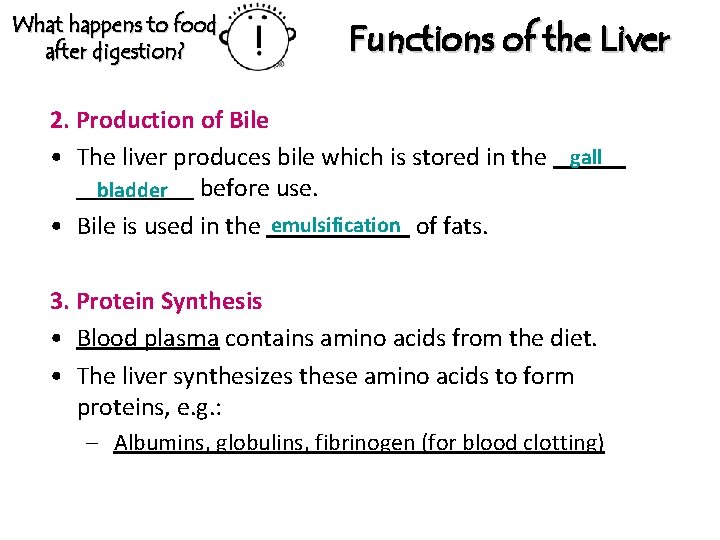 What happens to food after digestion? Functions of the Liver 2. Production of Bile