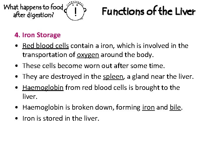 What happens to food after digestion? Functions of the Liver 4. Iron Storage •