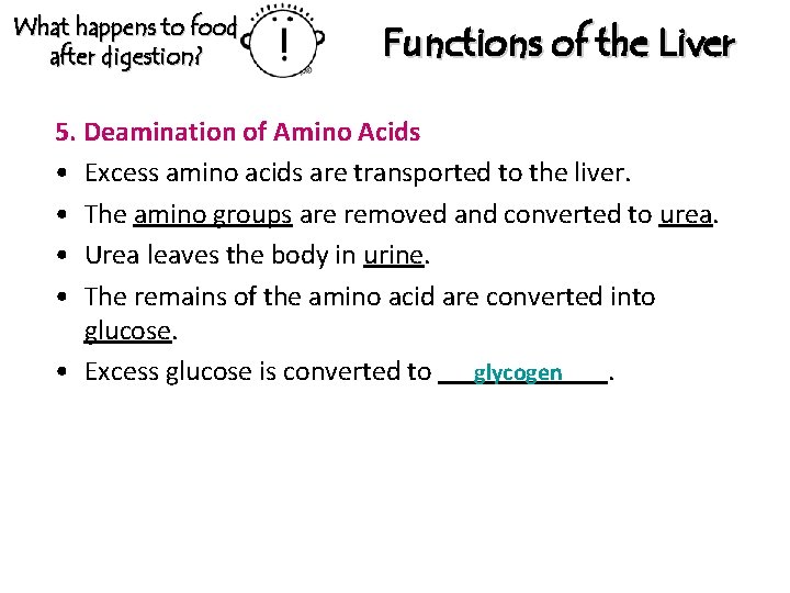 What happens to food after digestion? Functions of the Liver 5. Deamination of Amino