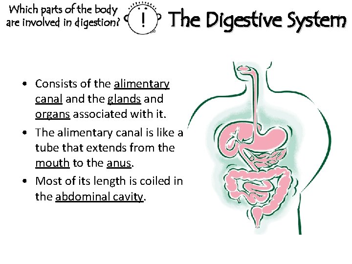 Which parts of the body are involved in digestion? The Digestive System • Consists