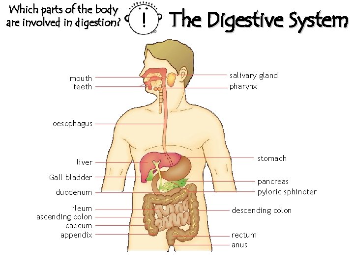 Which parts of the body are involved in digestion? mouth teeth The Digestive System