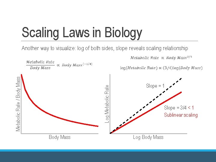 Scaling Laws in Biology Another way to visualize: log of both sides, slope reveals Scaling Laws in Biology Another way to visualize: log of both sides, slope reveals