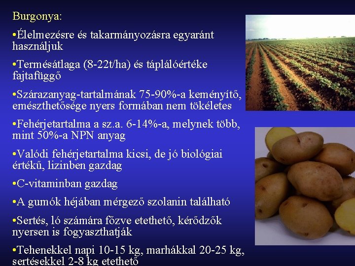 Burgonya: • Élelmezésre és takarmányozásra egyaránt használjuk • Termésátlaga (8 -22 t/ha) és táplálóértéke