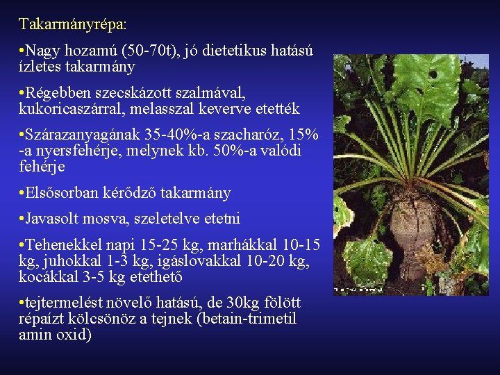 Takarmányrépa: • Nagy hozamú (50 -70 t), jó dietetikus hatású ízletes takarmány • Régebben