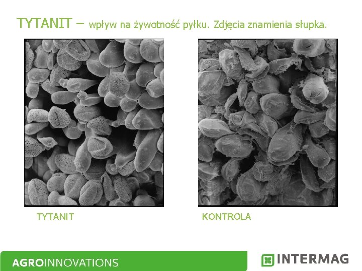 TYTANIT – TYTANIT wpływ na żywotność pyłku. Zdjęcia znamienia słupka. KONTROLA 