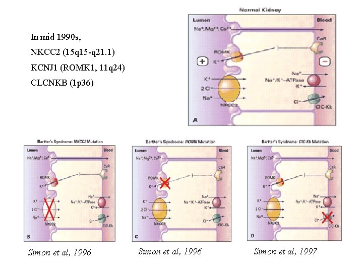 In mid 1990 s, NKCC 2 (15 q 15 -q 21. 1) KCNJ 1