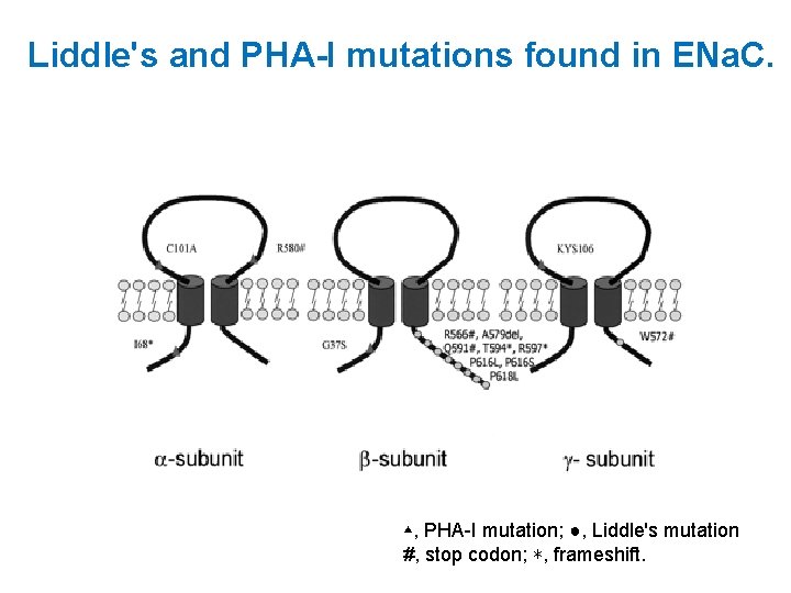 Liddle's and PHA-I mutations found in ENa. C. ▴, PHA-I mutation; ●, Liddle's mutation