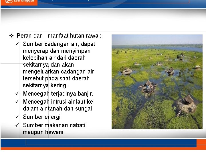 v Peran dan manfaat hutan rawa : ü Sumber cadangan air, dapat menyerap dan