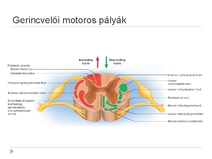 Gerincvelői motoros pályák 