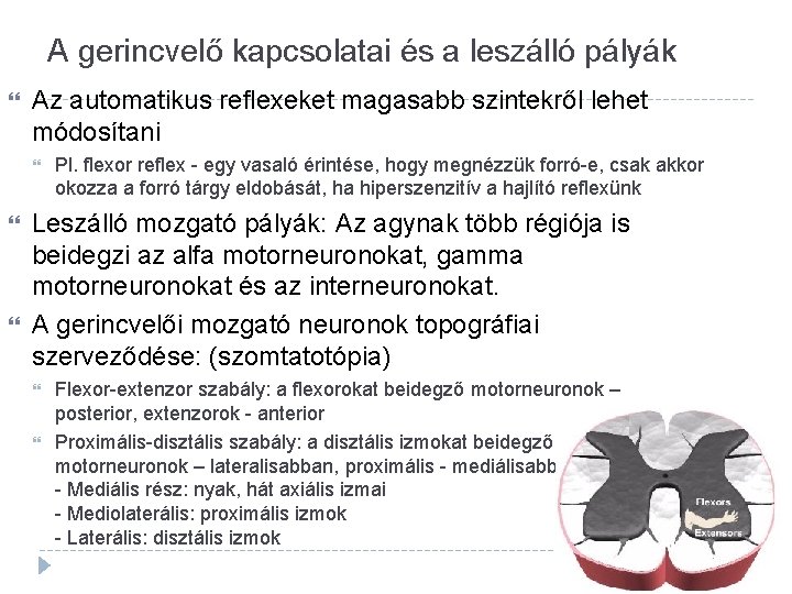 A gerincvelő kapcsolatai és a leszálló pályák Az automatikus reflexeket magasabb szintekről lehet módosítani