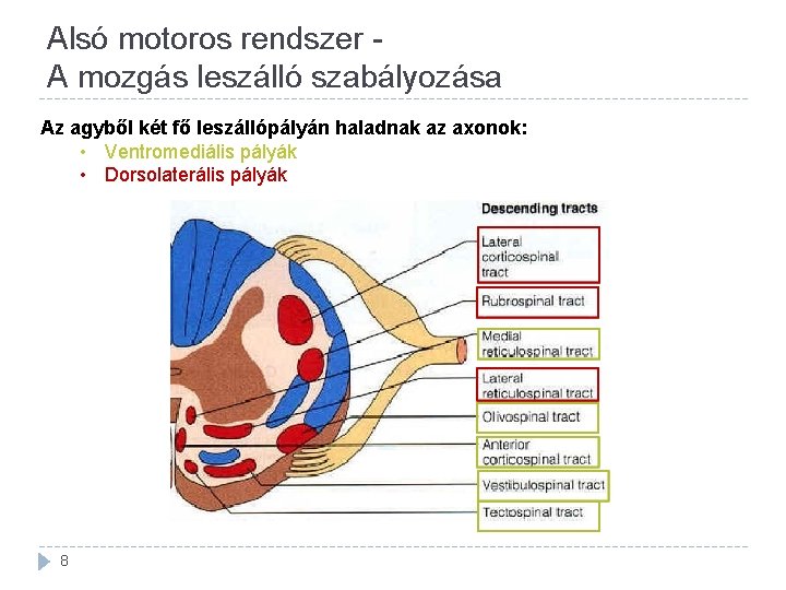 Alsó motoros rendszer - A mozgás leszálló szabályozása Az agyből két fő leszállópályán haladnak