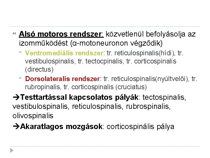  Alsó motoros rendszer: közvetlenül befolyásolja az izomműködést (α-motoneuronon végződik) Ventromediális rendszer: tr. reticulospinalis(hídi),
