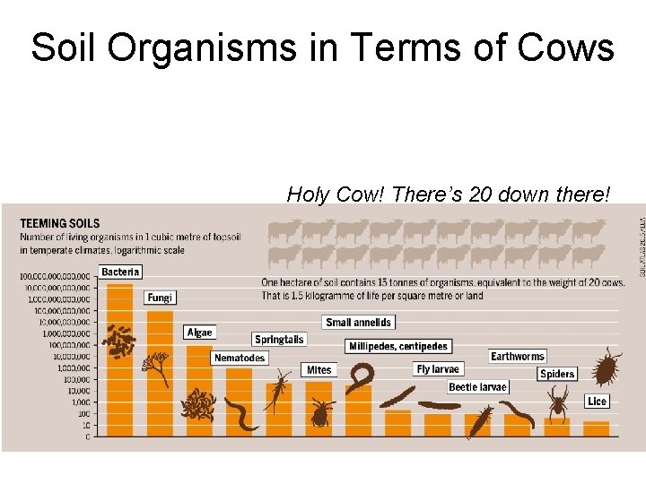 Soil Organisms in Terms of Cows Holy Cow! There’s 20 down there! 