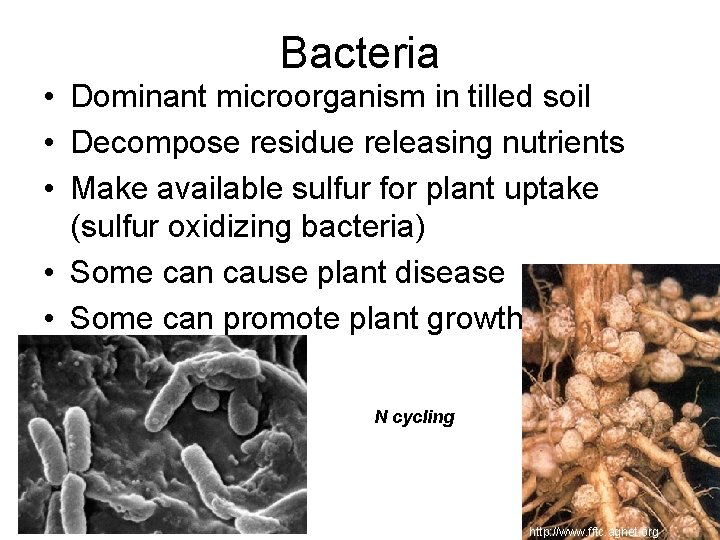 Bacteria • Dominant microorganism in tilled soil • Decompose residue releasing nutrients • Make