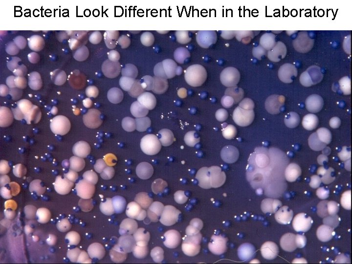 Bacteria Look Different When in the Laboratory 