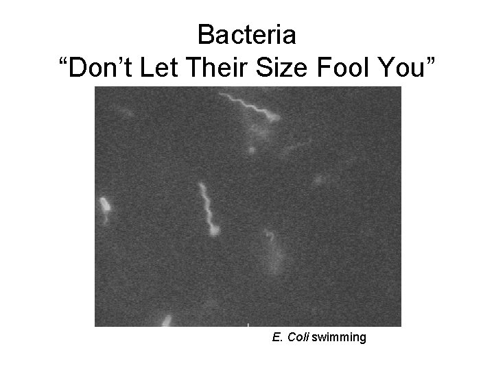 Bacteria “Don’t Let Their Size Fool You” E. Coli swimming 