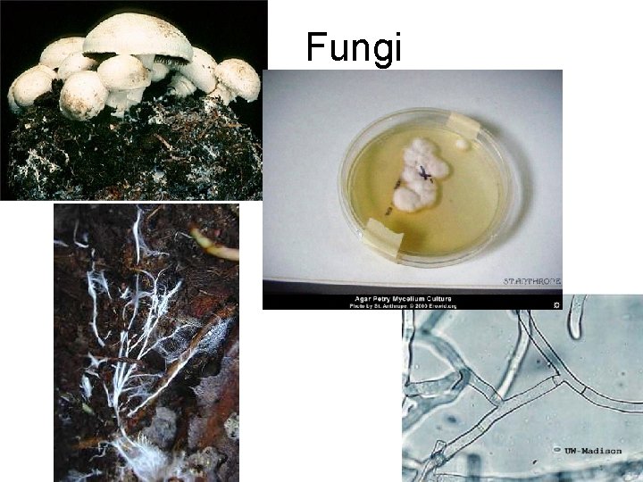 Fungi 