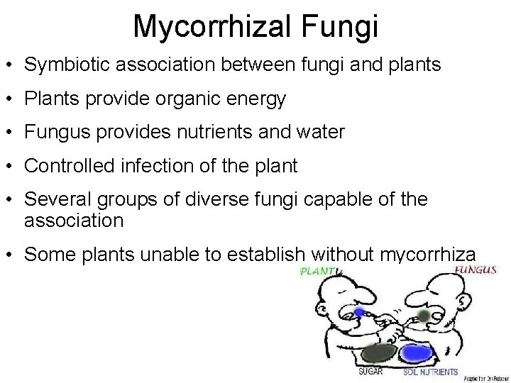 Mycorrhizal Fungi • Symbiotic association between fungi and plants • Plants provide organic energy