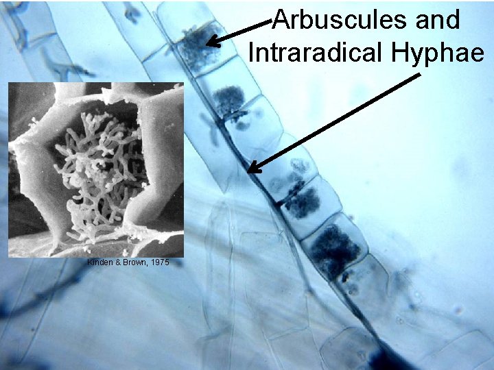 Arbuscules and Intraradical Hyphae Kinden & Brown, 1975 17 