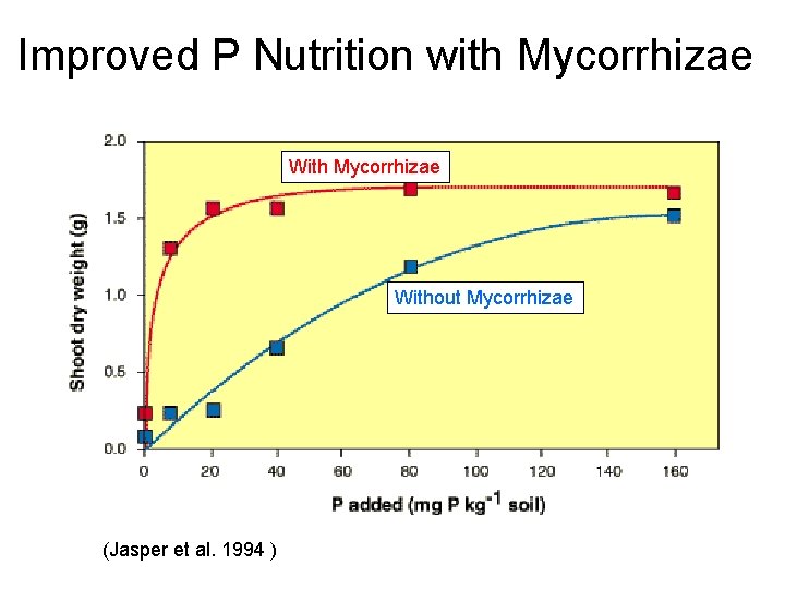 Improved P Nutrition with Mycorrhizae Without Mycorrhizae (Jasper et al. 1994 ) 