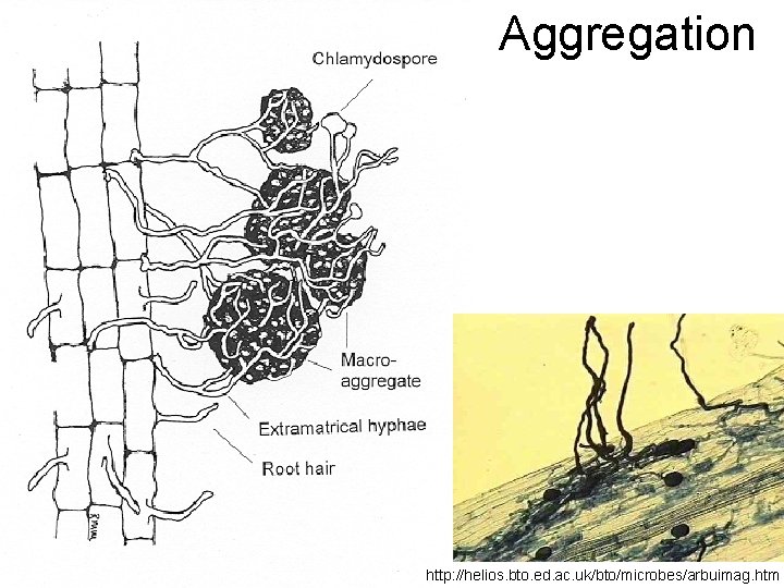 Aggregation 20 http: //helios. bto. ed. ac. uk/bto/microbes/arbuimag. htm 