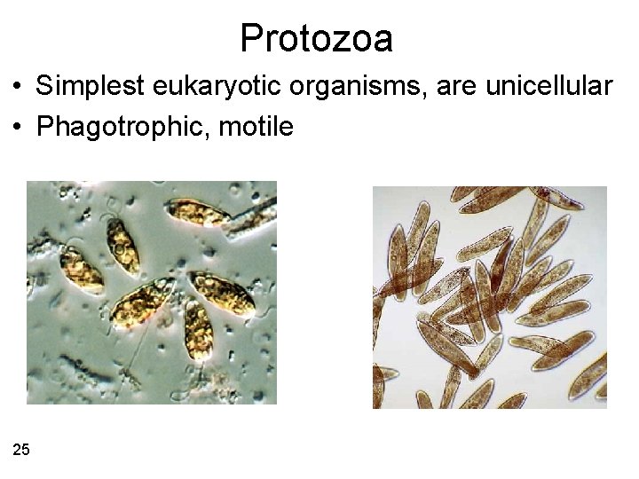 Protozoa • Simplest eukaryotic organisms, are unicellular • Phagotrophic, motile 25 