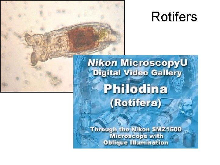 Rotifers 