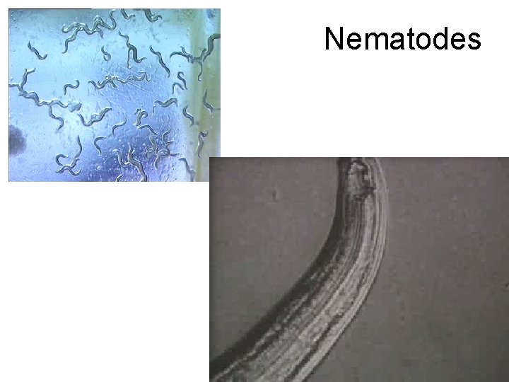 Nematodes 