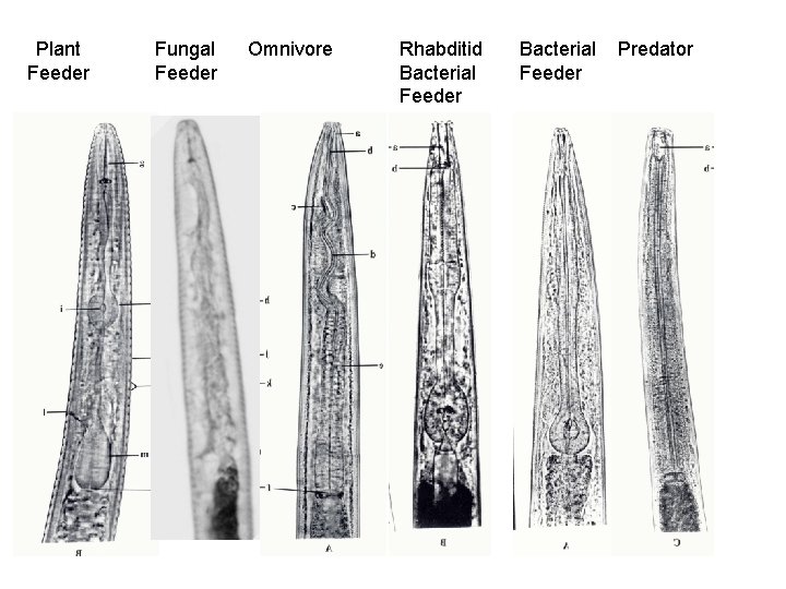 Plant Feeder Fungal Feeder Omnivore Rhabditid Bacterial Feeder Predator 