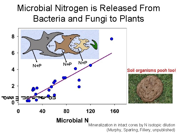 Microbial Nitrogen is Released From Bacteria and Fungi to Plants N+P N+P Soil organisms
