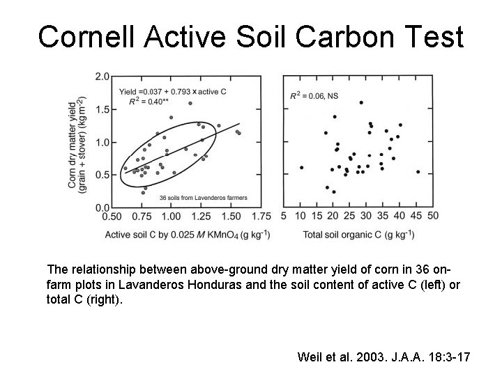 Cornell Active Soil Carbon Test The relationship between above-ground dry matter yield of corn