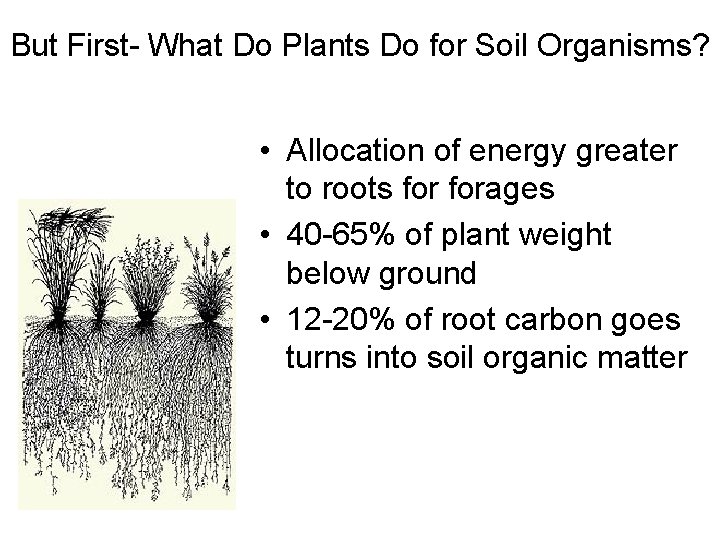 But First- What Do Plants Do for Soil Organisms? • Allocation of energy greater