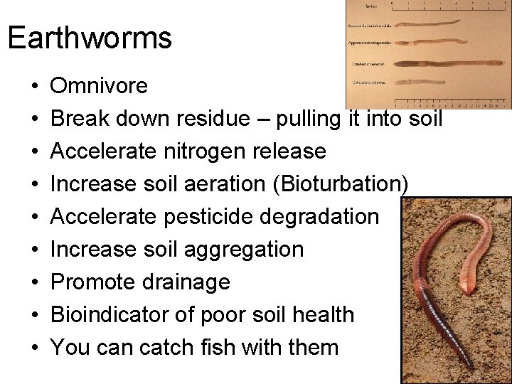 Earthworms • • • Omnivore Break down residue – pulling it into soil Accelerate